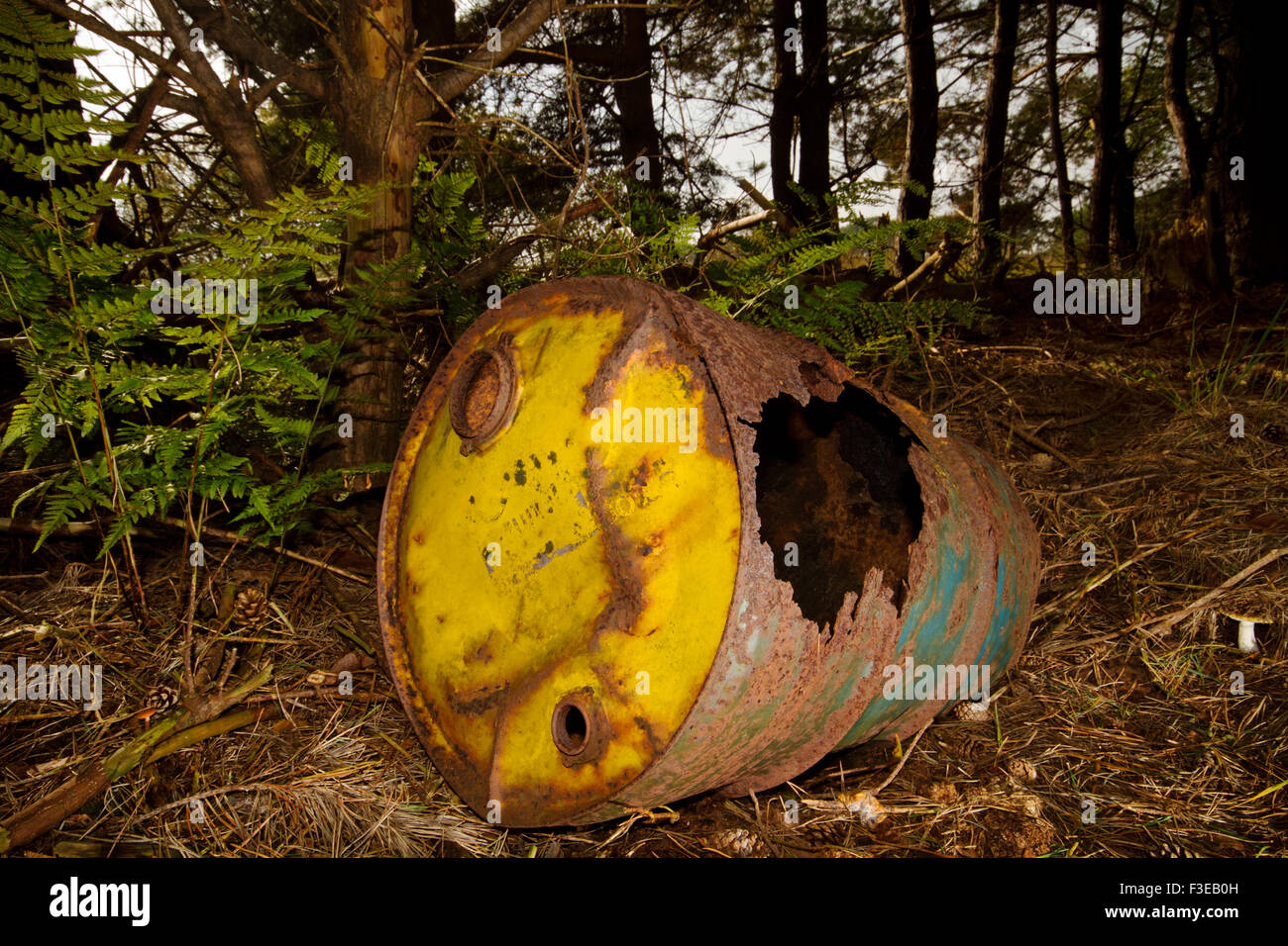 Un baril de pétrole rouillés, abandonnés dans une forêt Banque D'Images