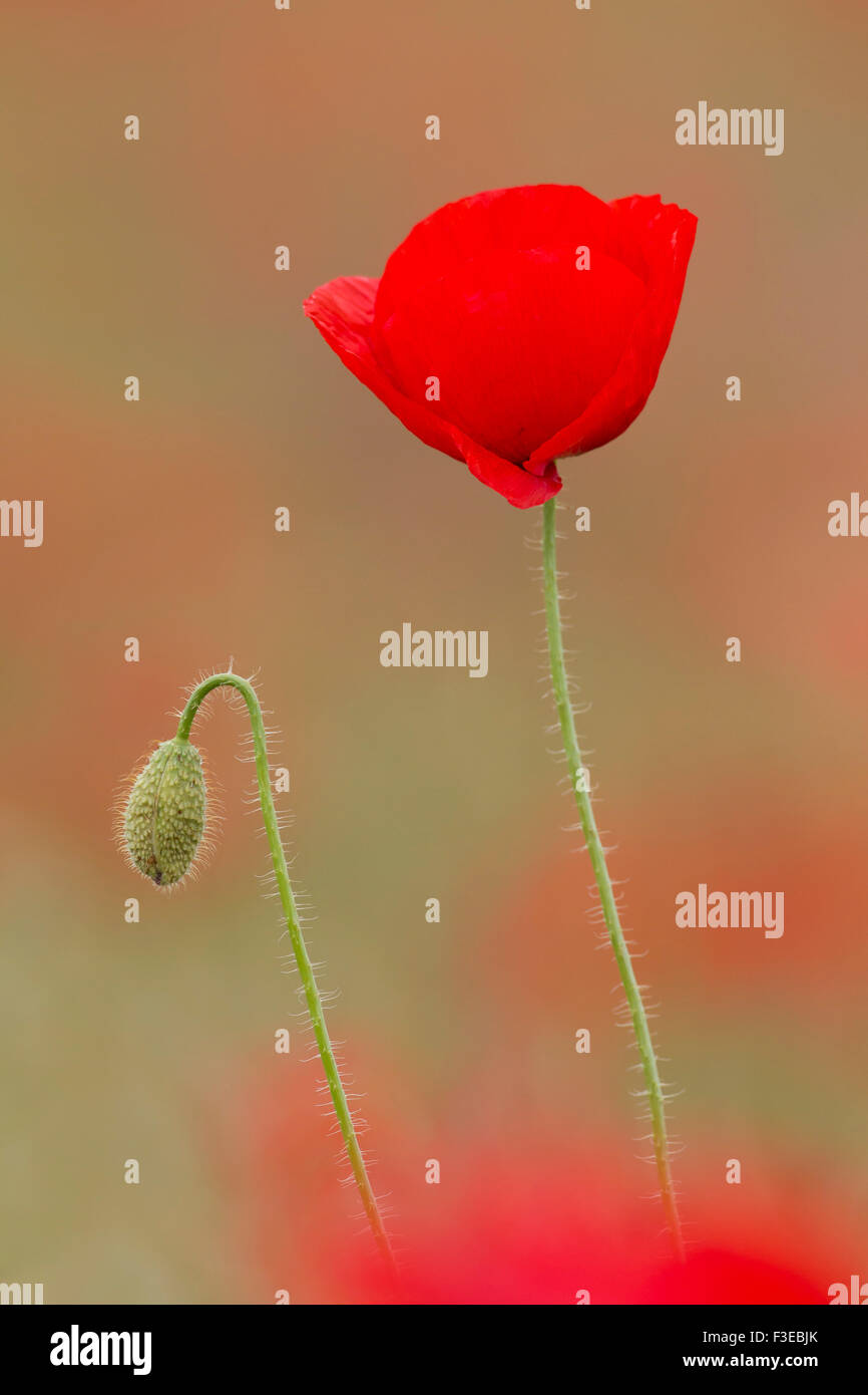 Pavot commun / coquelicot rouge (Papaver rhoeas) et bouton floral dans le champ en été Banque D'Images