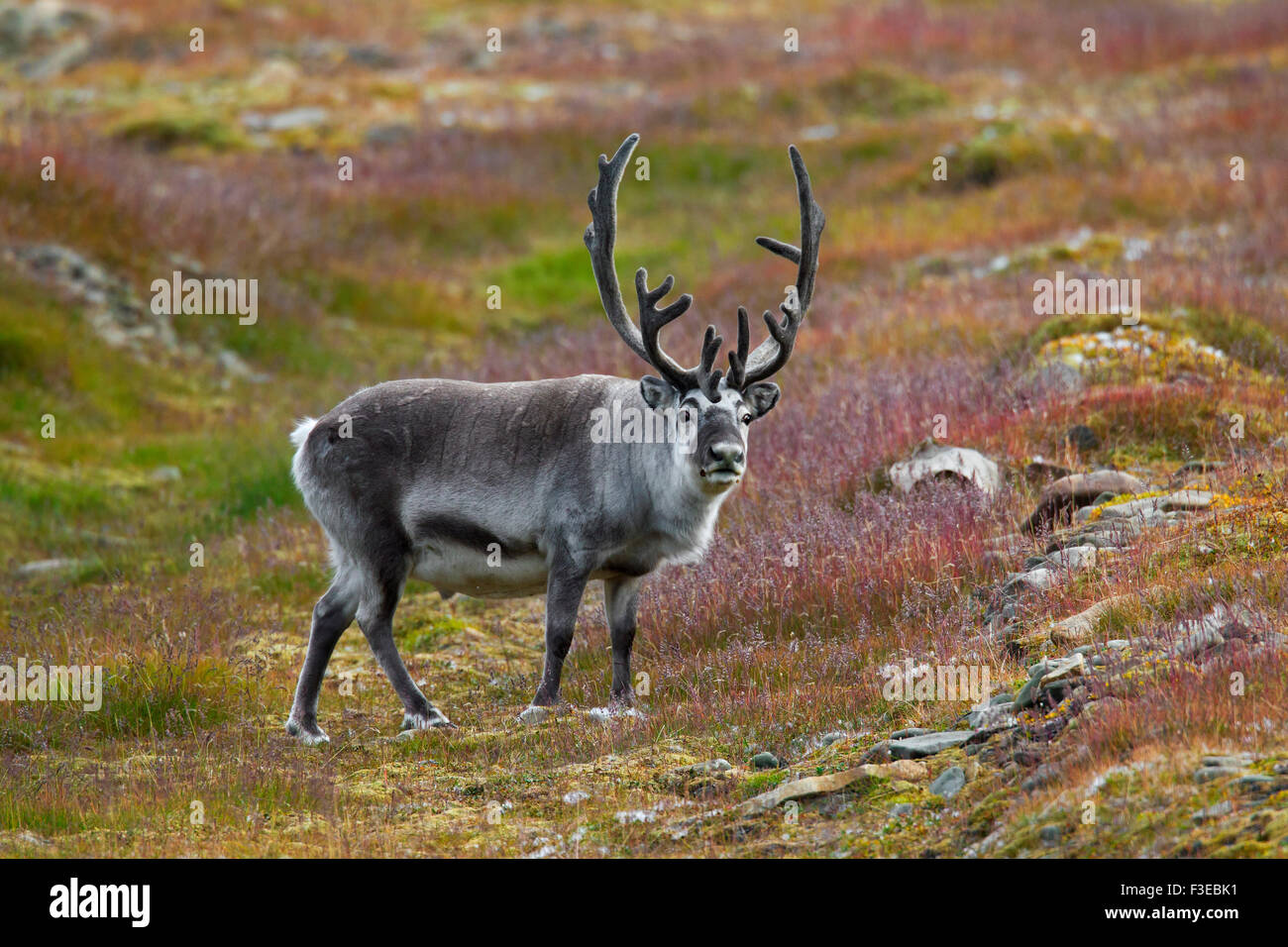 Renne du Svalbard (Rangifer tarandus platyrhynchus) mâle avec bois couverts en velours dans la toundra en été, Spitsbergen Banque D'Images