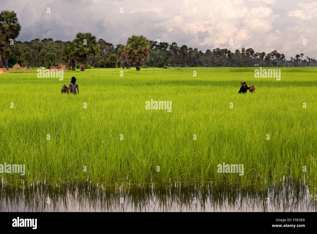 Rizières près de Banteay Srei. Le Cambodge a beaucoup de bons produits à offrir, en particulier dans le domaine des produits agricoles. W Banque D'Images