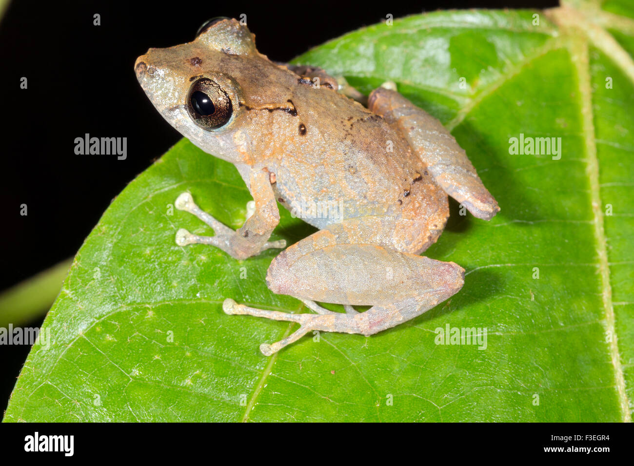 Grenouille sous la pluie Banque de photographies et d’images à haute résolution Alamy