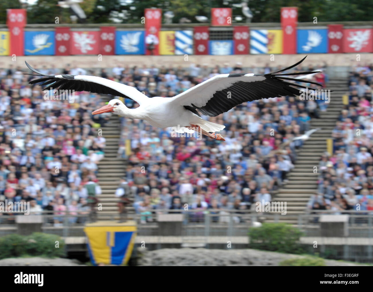 Cigogne Blanche européenne en vol au Puy du Fou en France Banque D'Images