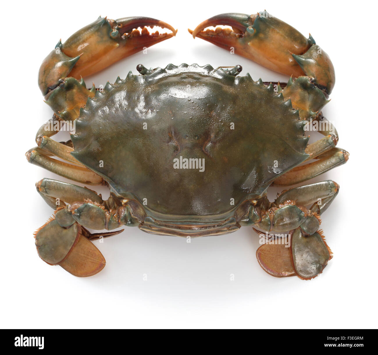 Crabe de boue femme isolé sur fond blanc Banque D'Images Crabe de boue femme isolé sur fond blanc Banque D'Images