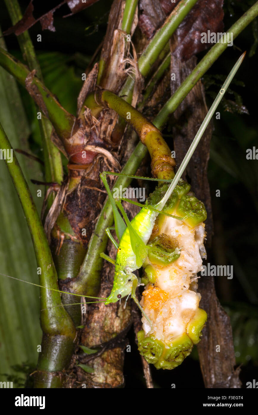 Une femelle conehead katydid avec un très long ovopositor, se nourrissant du fruit d'un grimpeur tropicale dans la forêt tropicale, l'Équateur Banque D'Images