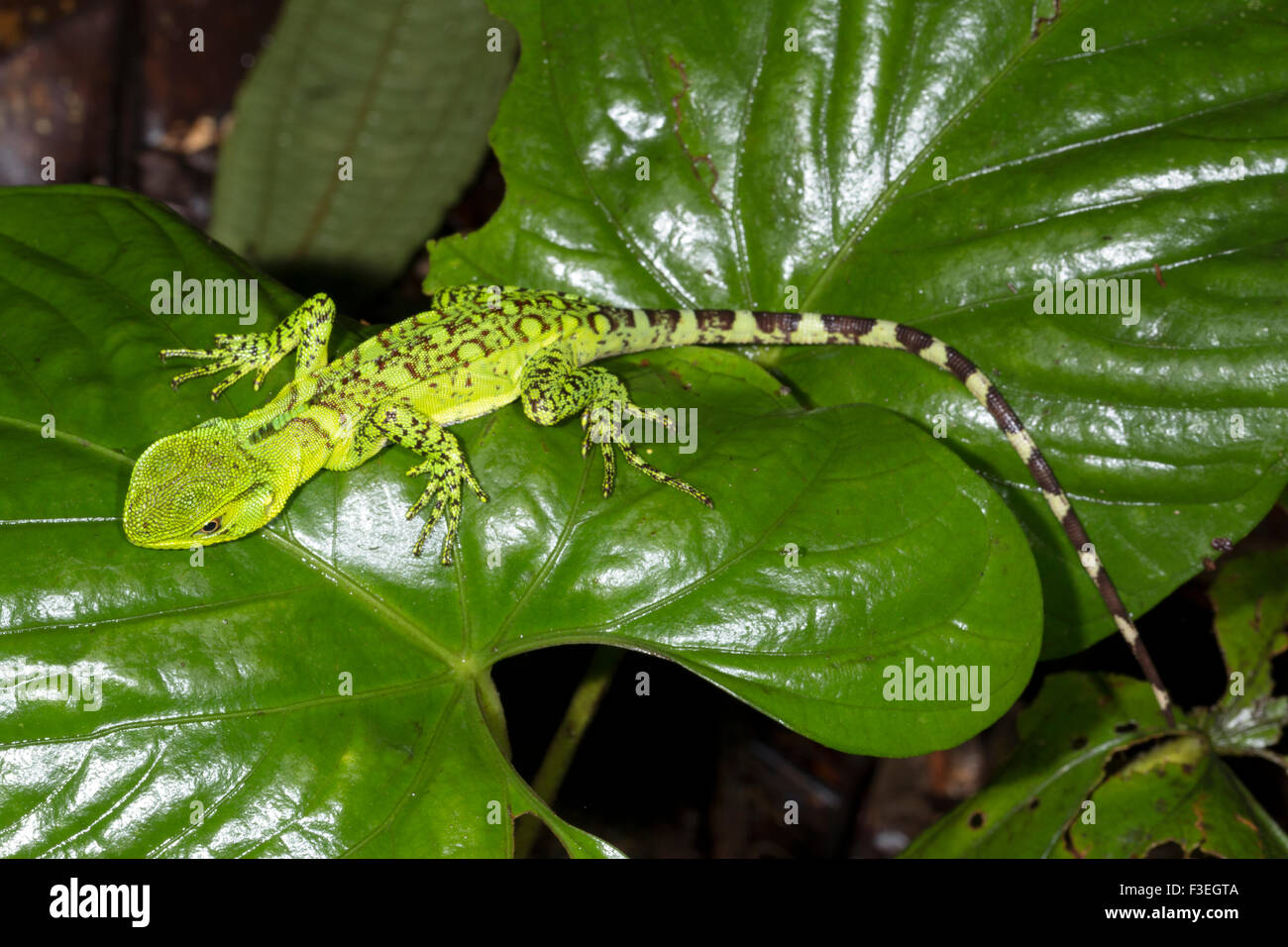 Forêt Amazonienne Dragon (Enyalioides laticeps) se percher sur une feuille dans la nuit dans la forêt tropicale, l'Équateur Banque D'Images