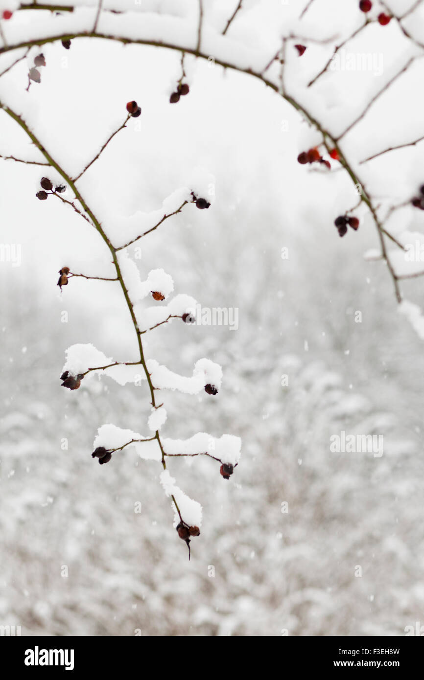 Scène de neige dans le Yorkshire, England UK Banque D'Images