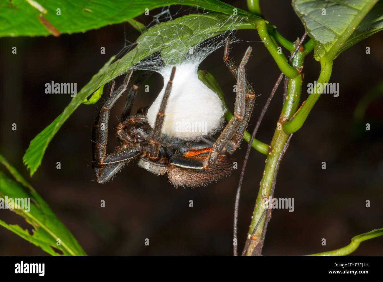 Spider (Ctenididae l'errance de la famille) une couvaison d'œufs sous une feuille dans la forêt tropicale en sous-bois, de l'Équateur Banque D'Images