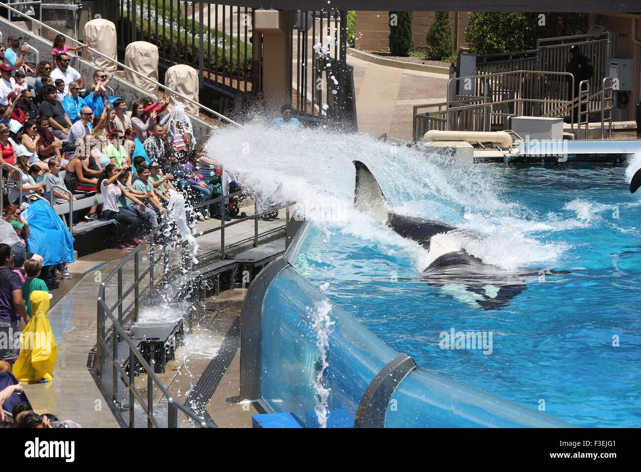 San Diego, Californie, USA. 6 octobre, 2015. Un gouvernement de l'état de Californie rapport de la California Coastal Commission recommande permettant à SeaWorld pour étendre son infrastructure à ses orques du parc de San Diego, l'indignation des écologistes qui disent que les plus grands réservoirs pourraient être utilisés pour se reproduire plus d'Orcas pour être gardés en captivité. Des dizaines de milliers de gens ont écrit à la commission dans l'opposition aux plans, appelant l'expansion d'une opération de marketing pour stimuler sa chute la fréquentation du parc à thème marin Crédit : ZUMA Press, Inc./Alamy Live News Banque D'Images