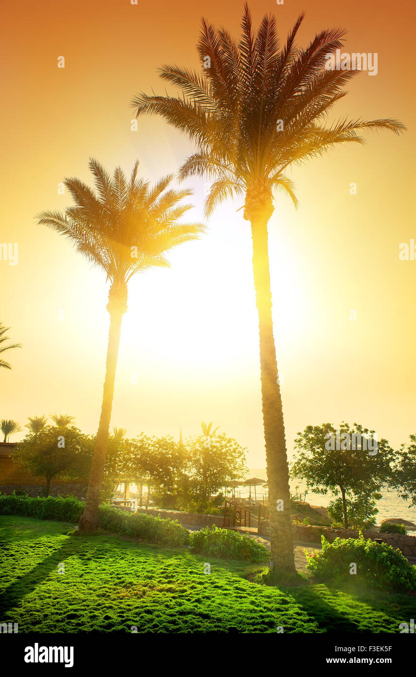De grands palmiers de l'hôtel égyptien au coucher du soleil Banque D'Images