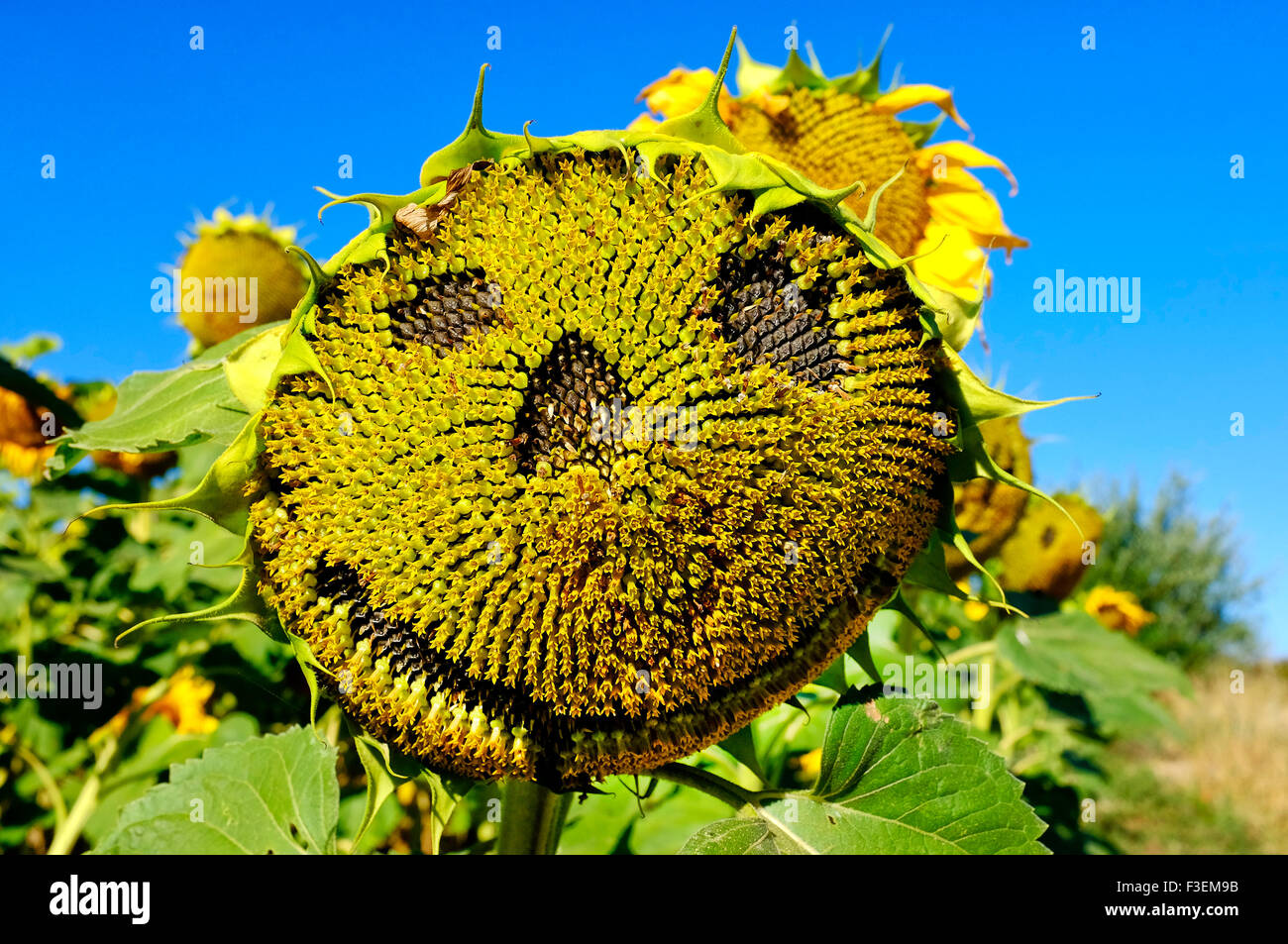 Gros plan d'un visage heureux sur un tournesol Banque D'Images