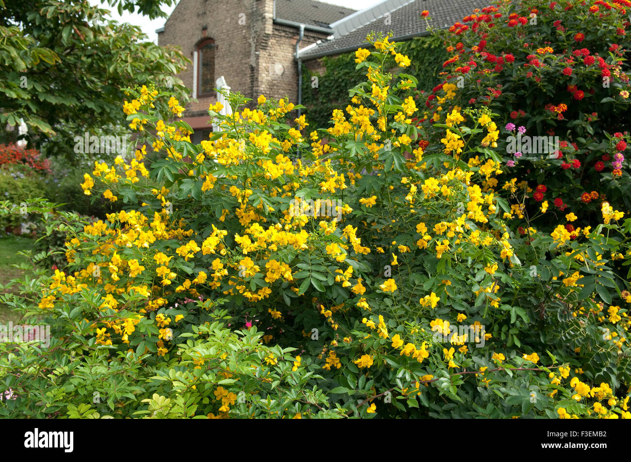 Chinesische ; Senna Cassia ; Banque D'Images