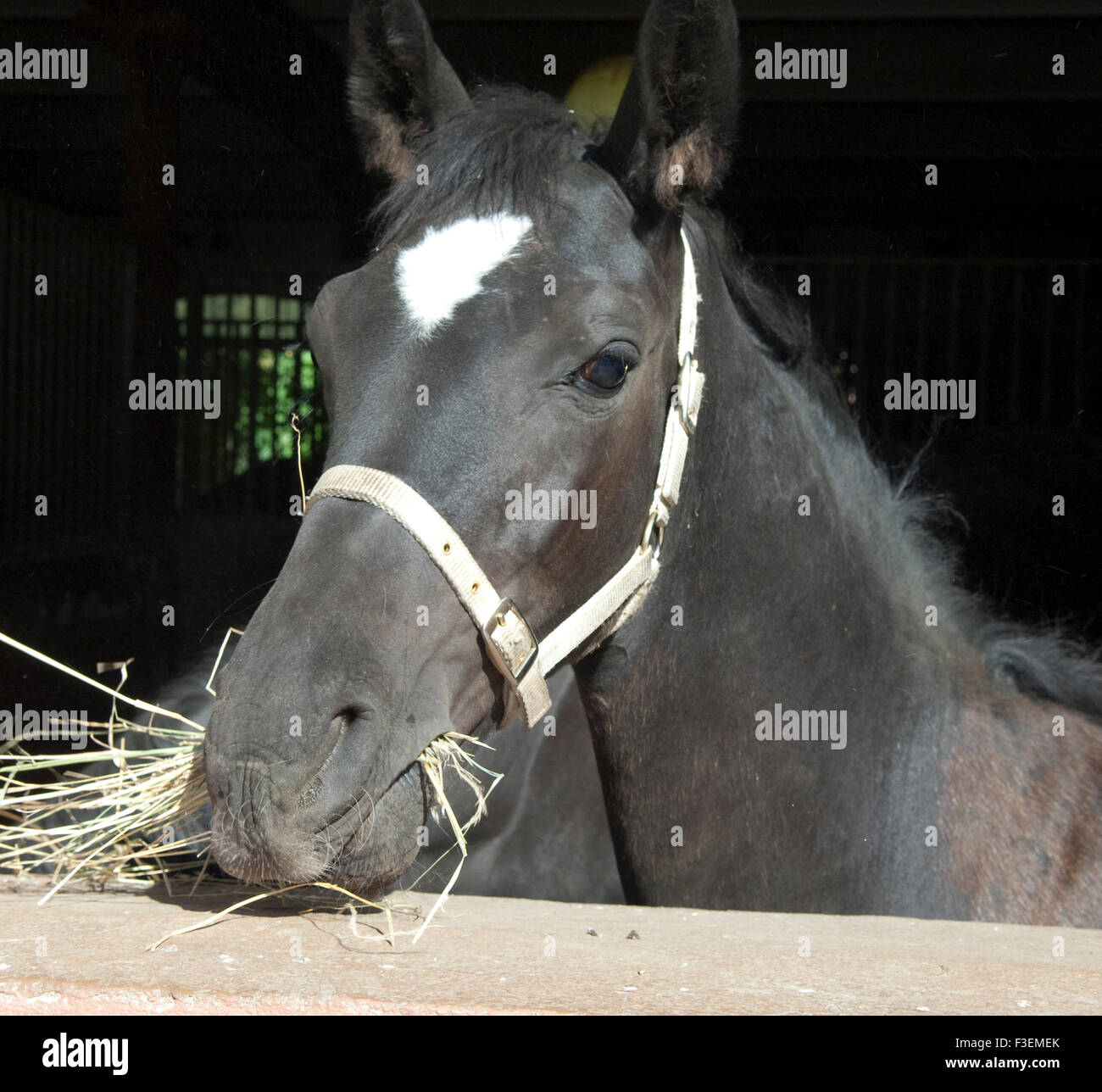 Pferd France ; Pferdekopf ; décrochage ; Banque D'Images