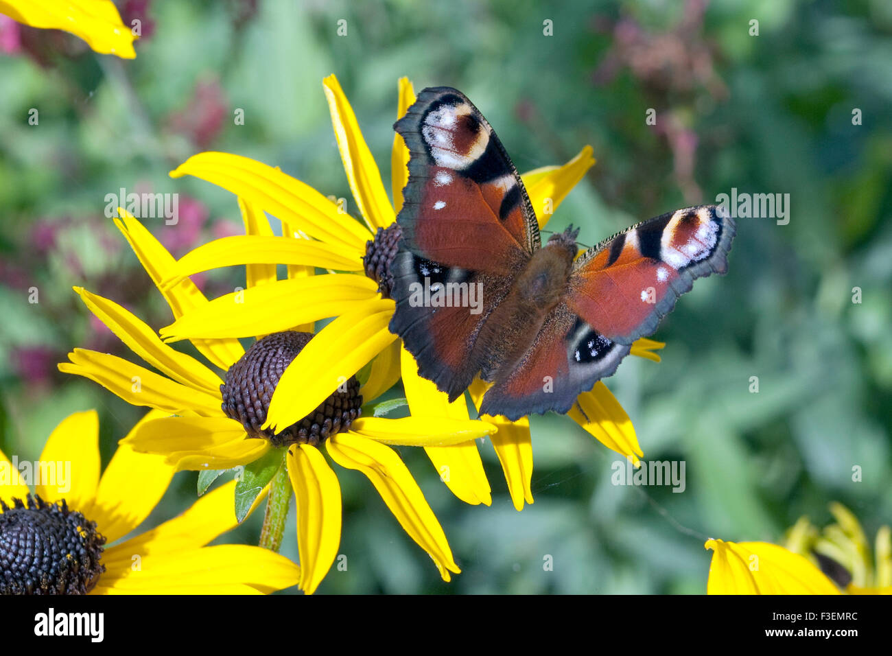 Tagpfauenauge Inachis io ; ; ; Schmetterling ; Banque D'Images