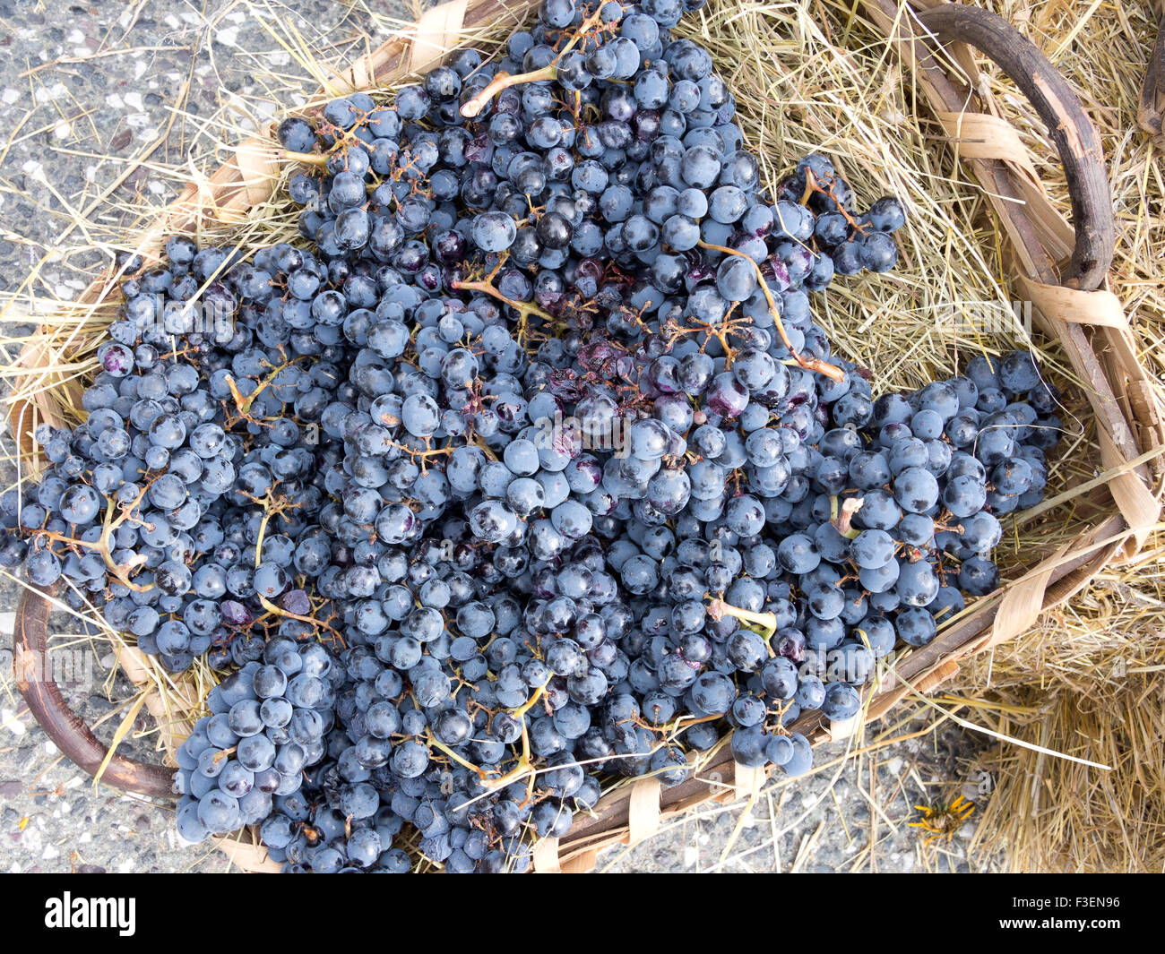 Vin rouge le raisin, pour la fabrication de vin fraîchement récolté. Italie - région de la Lunigiana toscane du nord. Production rustique à petite échelle. Banque D'Images