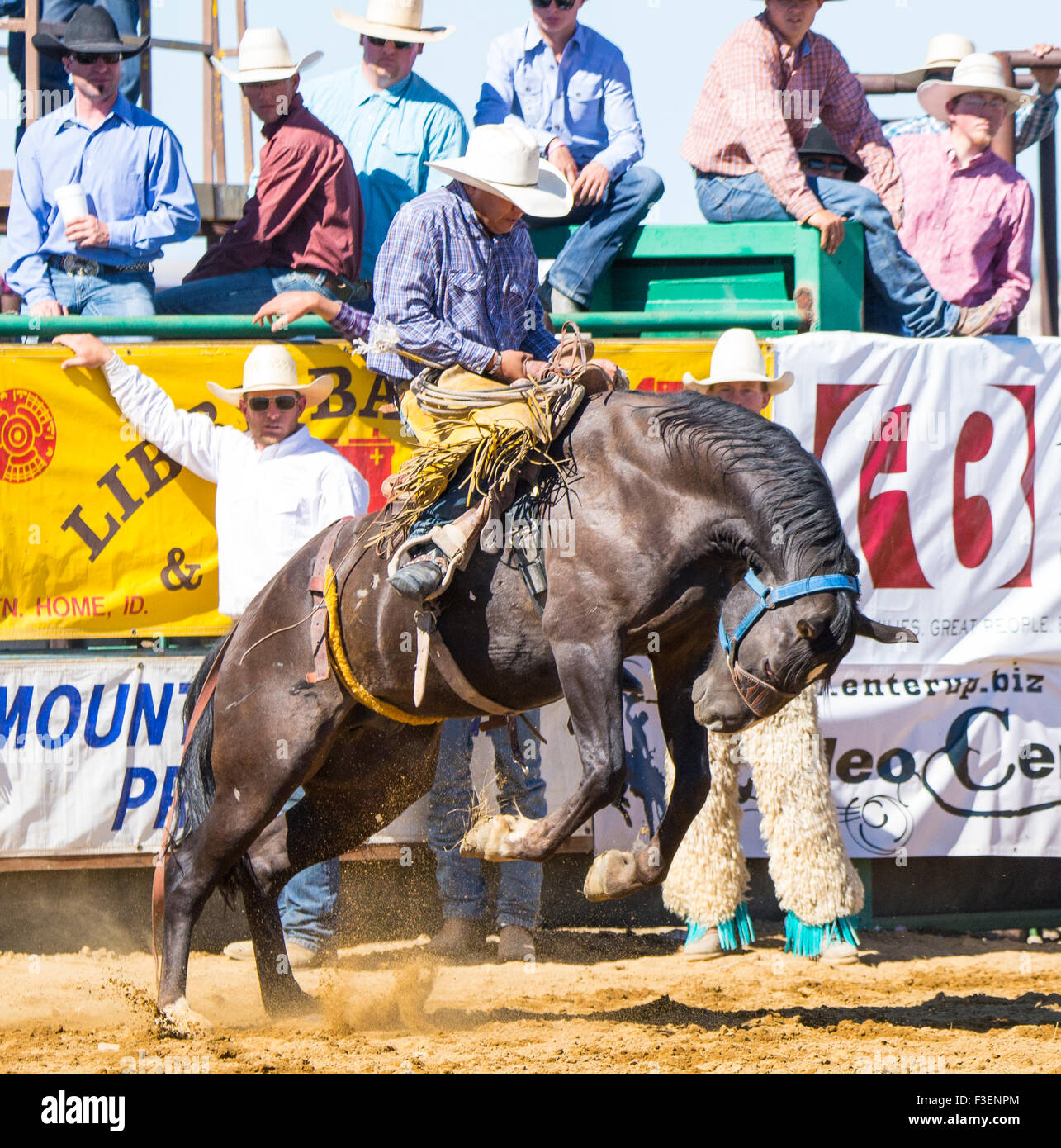 Rodeo's, Bruneau Round-Up, saddle bronc riding, Bruneau, California, USA Banque D'Images
