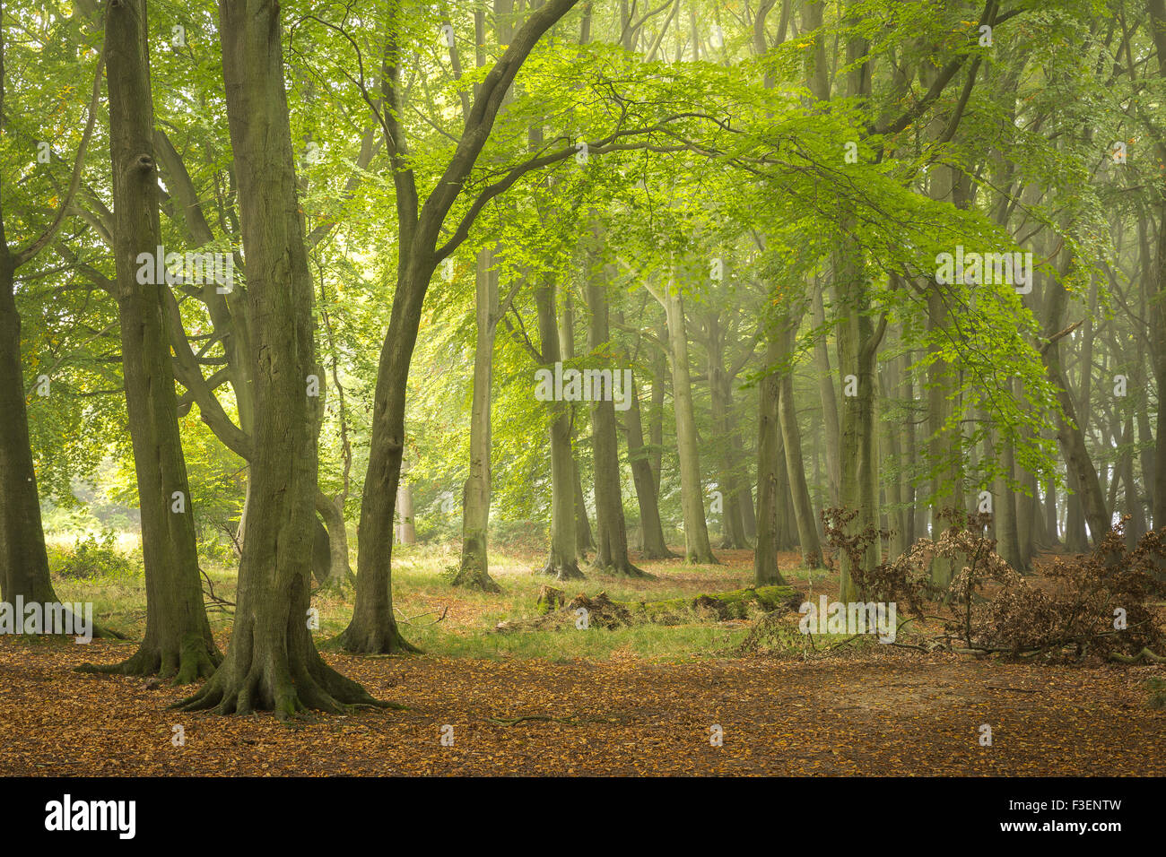 Les hêtres au début de l'automne en bois Dockey, Hertfordshire, Angleterre, Royaume-Uni. Banque D'Images