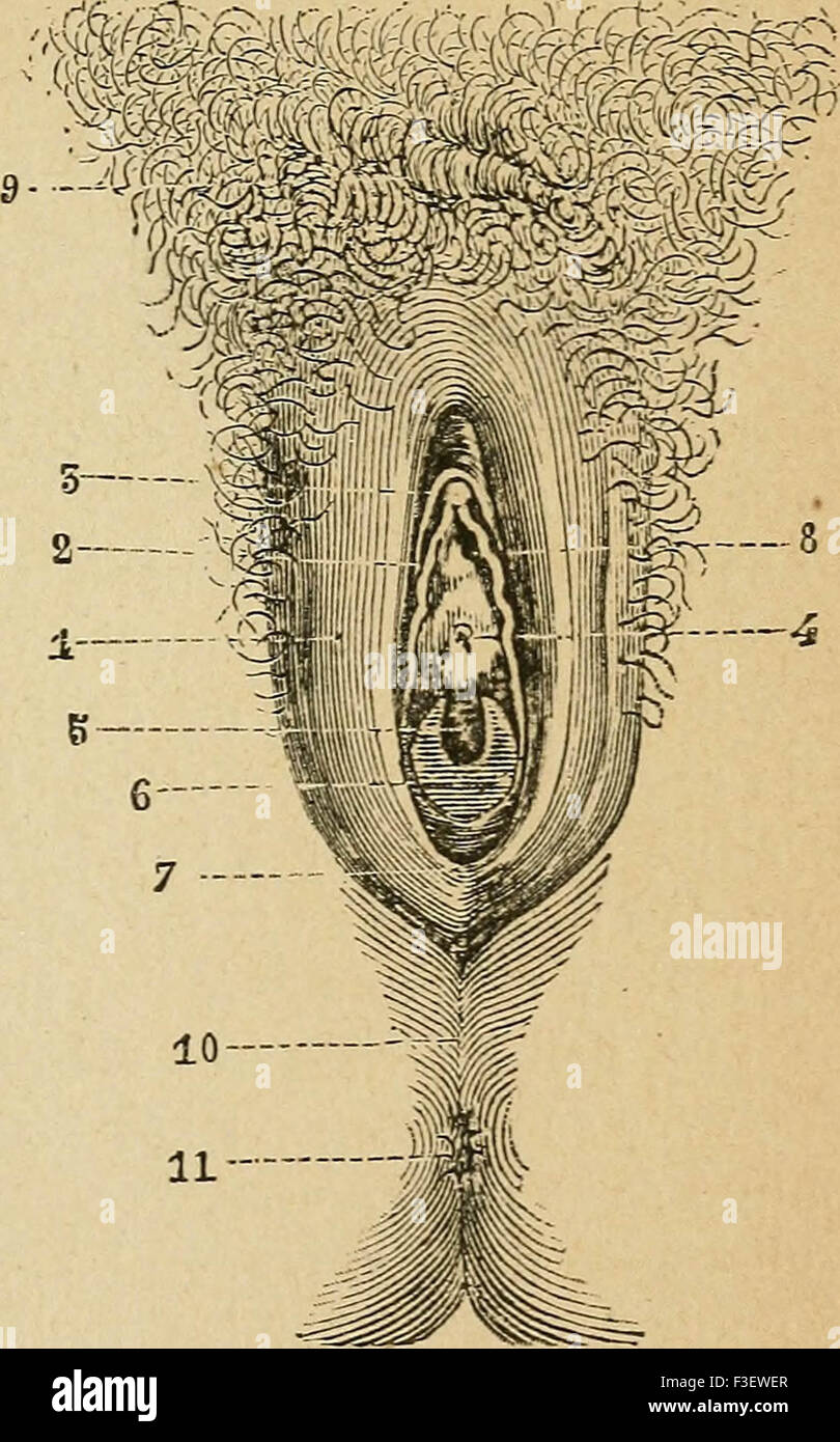 Eléments d'anatomie et de physiologie génitale et obstétricale ; précédes de la description sommaire du corps humain a l'usage de Banque D'Images