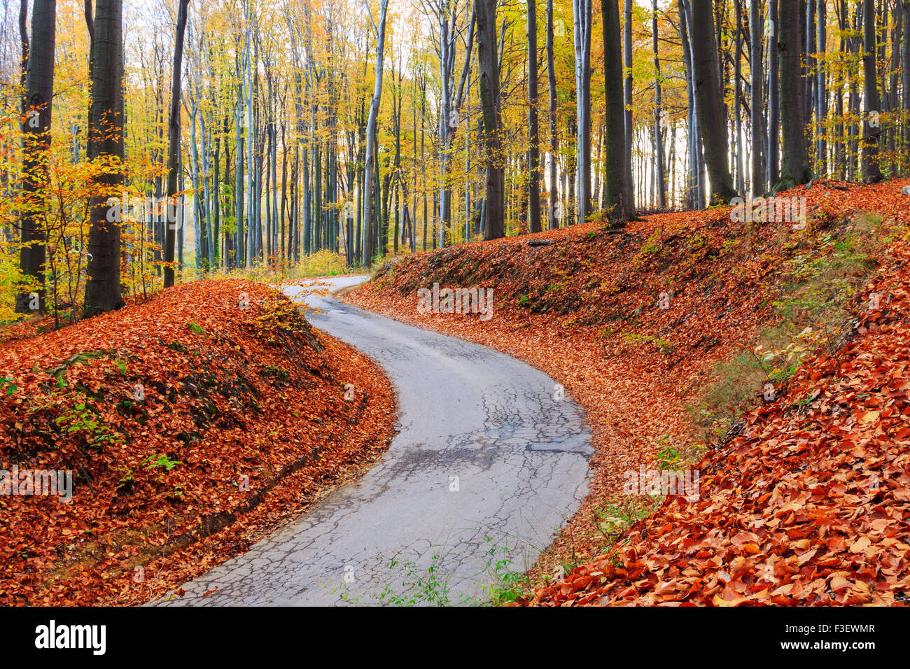 Route en automne paysage hêtre en Hongrie Banque D'Images