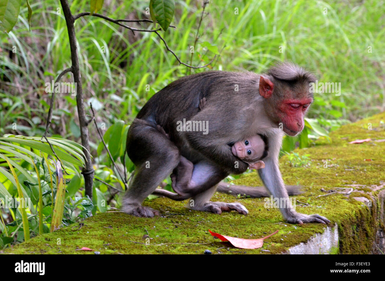 Singe avec son bébé Banque D'Images