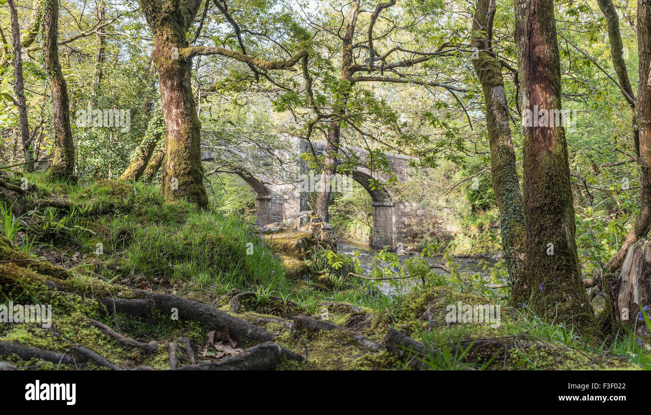 Forêt de chênes de Riverside au parc national de Dartmoor, Devon, Angleterre, Royaume-Uni Banque D'Images