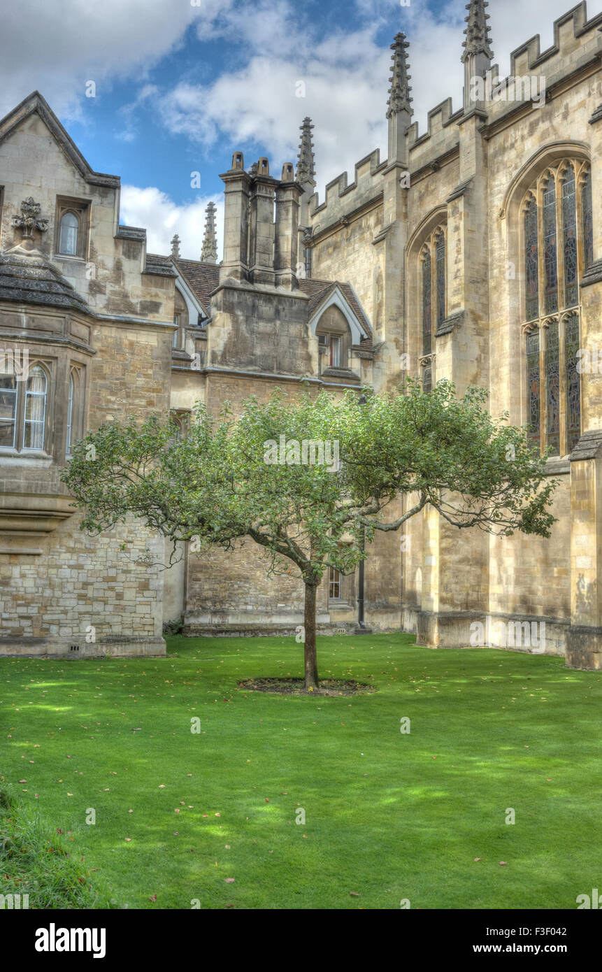 Newton Apple Tree, Trinity College de Cambridge Banque D'Images