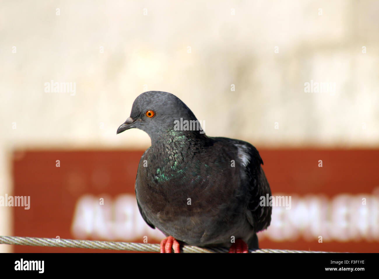 D'un pigeon posé sur un fil Banque D'Images