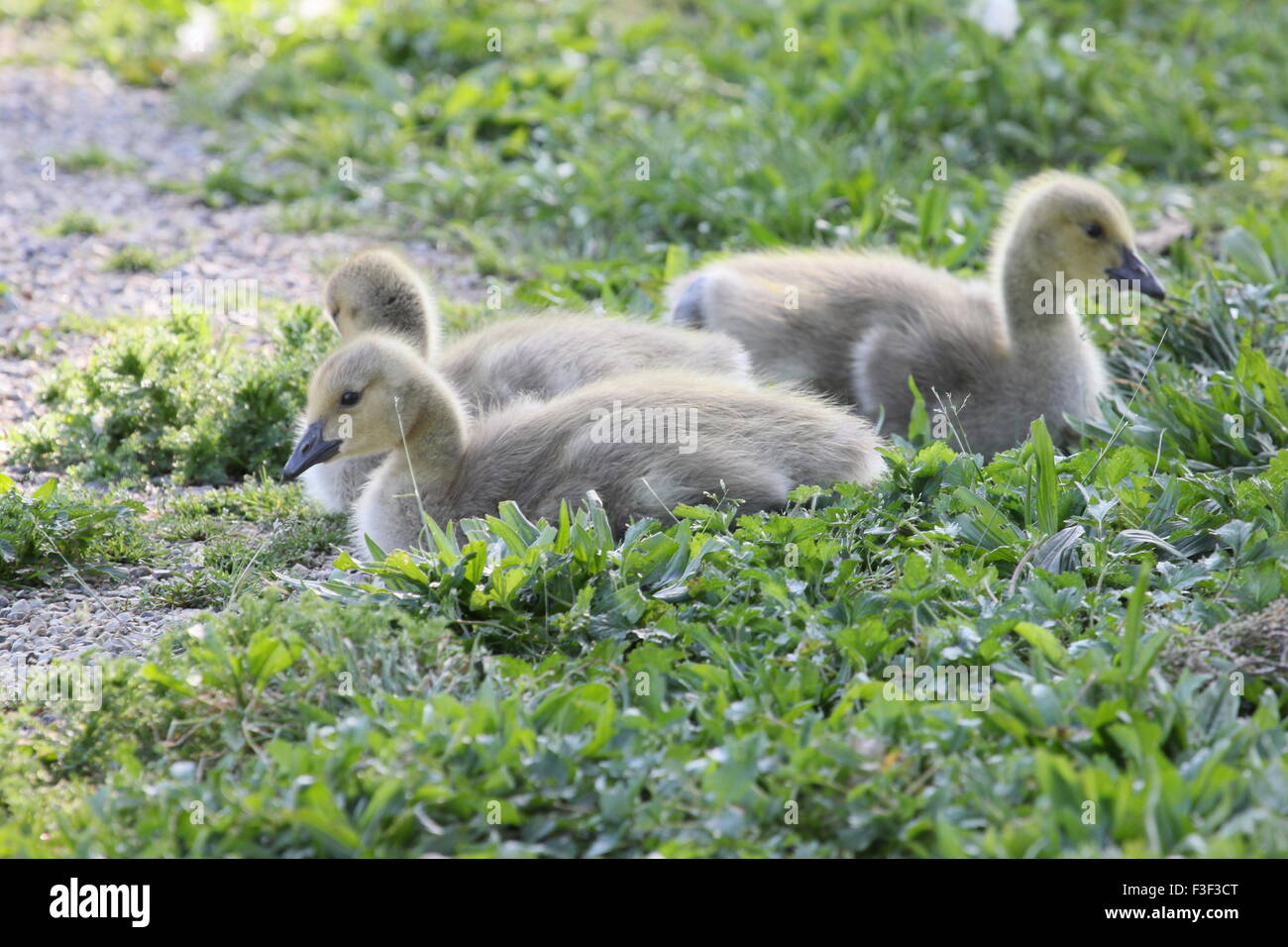 Les oisons bernache du Canada assis dans l'herbe. Banque D'Images