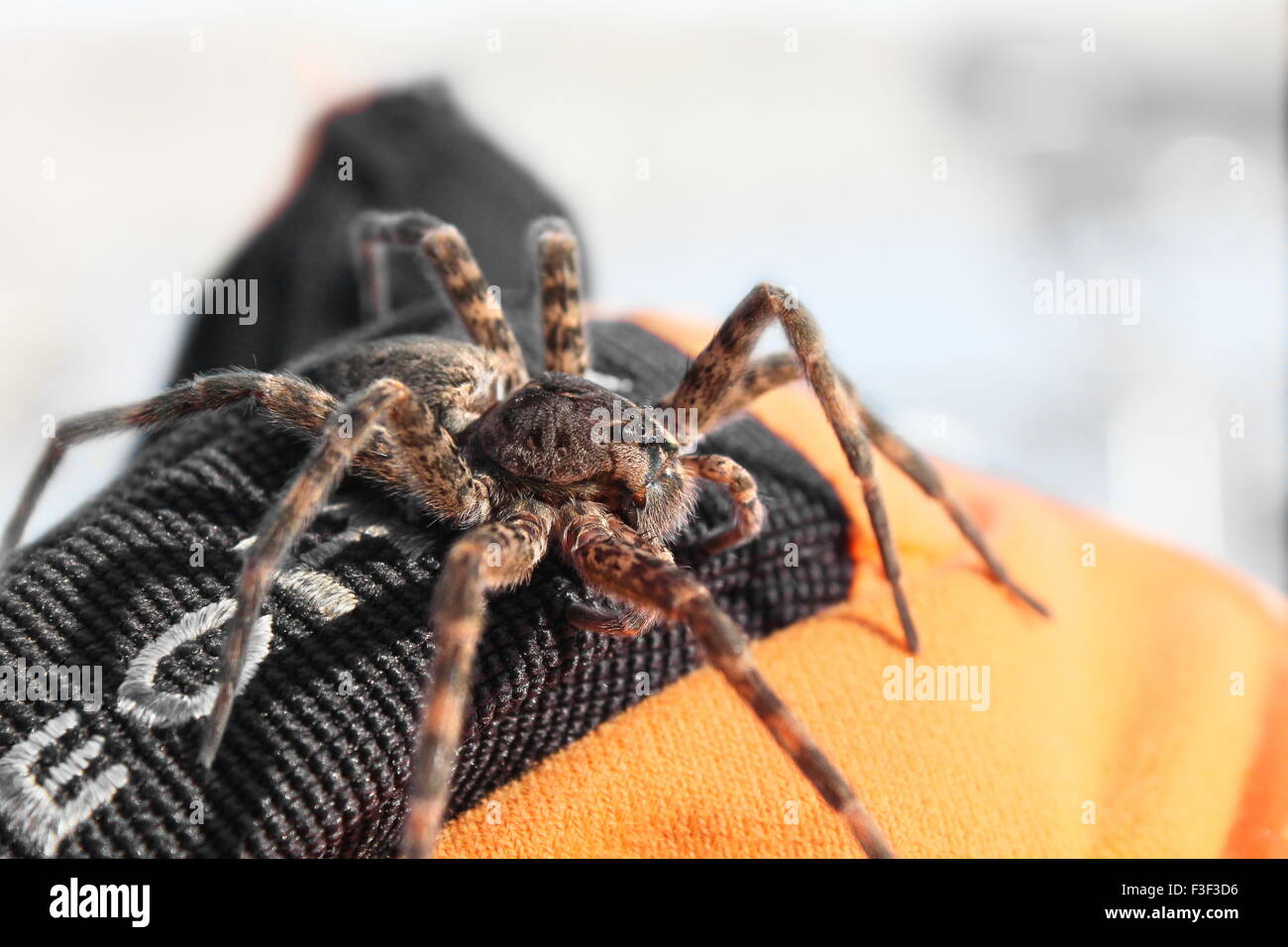 Big brown araignée sur un noir et orange main gantée. Banque D'Images