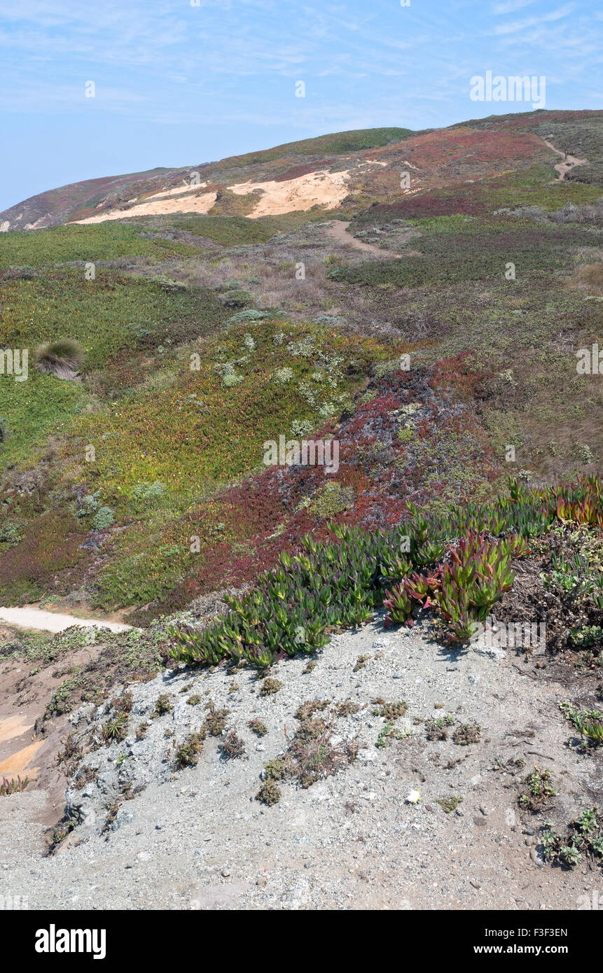 La crête de la côte dans la région de Sonoma Coast State Park à bodega head californie Banque D'Images