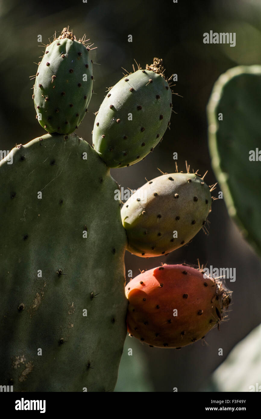 Quatre fruits de cactus, fruit d'un cactus dans un jardin. Banque D'Images