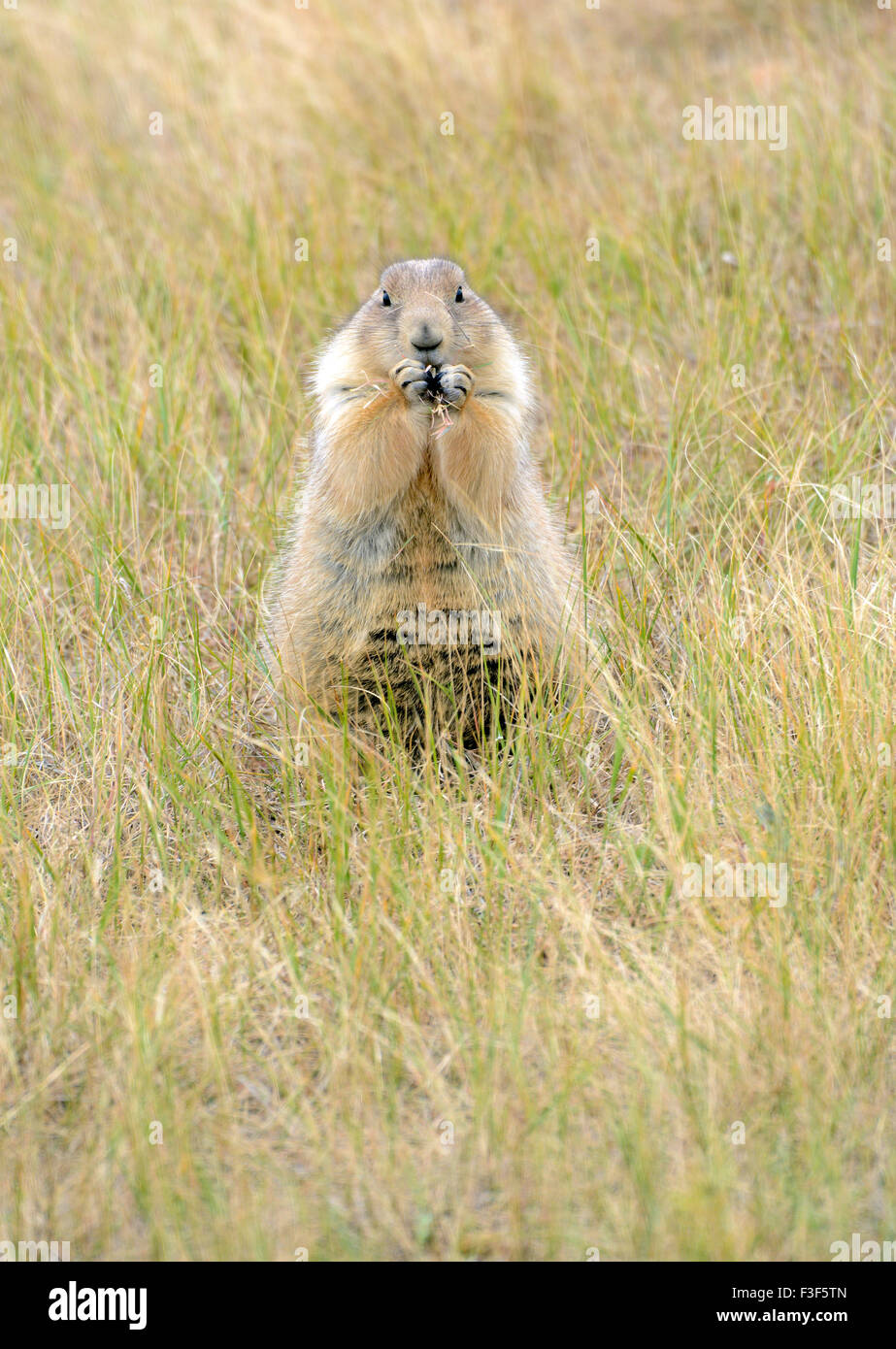 Les chiens de prairie sont des rongeurs fouisseurs indigènes de plusieurs Rocky Mountain et états des Grandes Plaines Banque D'Images