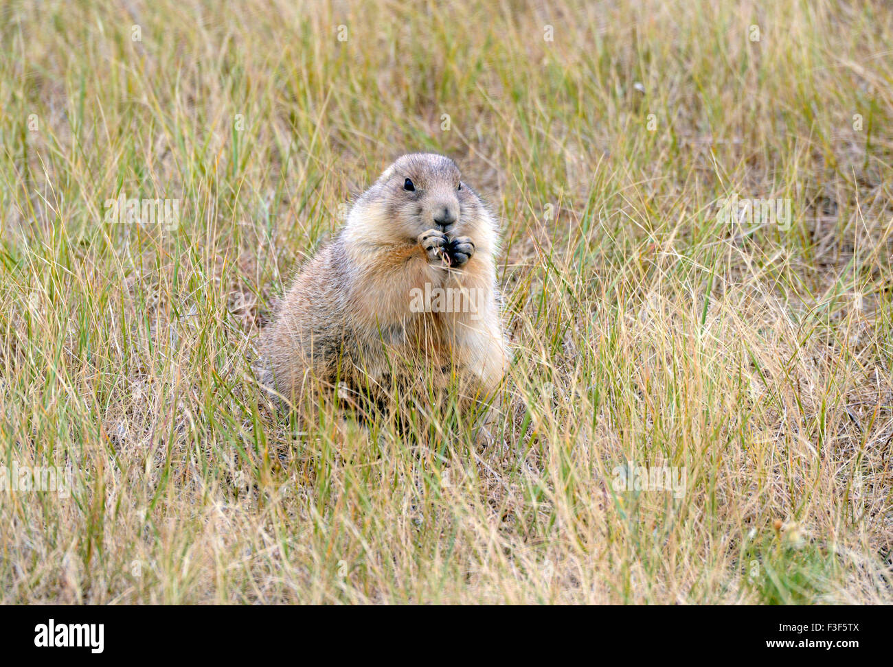 Les chiens de prairie sont des rongeurs fouisseurs indigènes de plusieurs Rocky Mountain et états des Grandes Plaines Banque D'Images