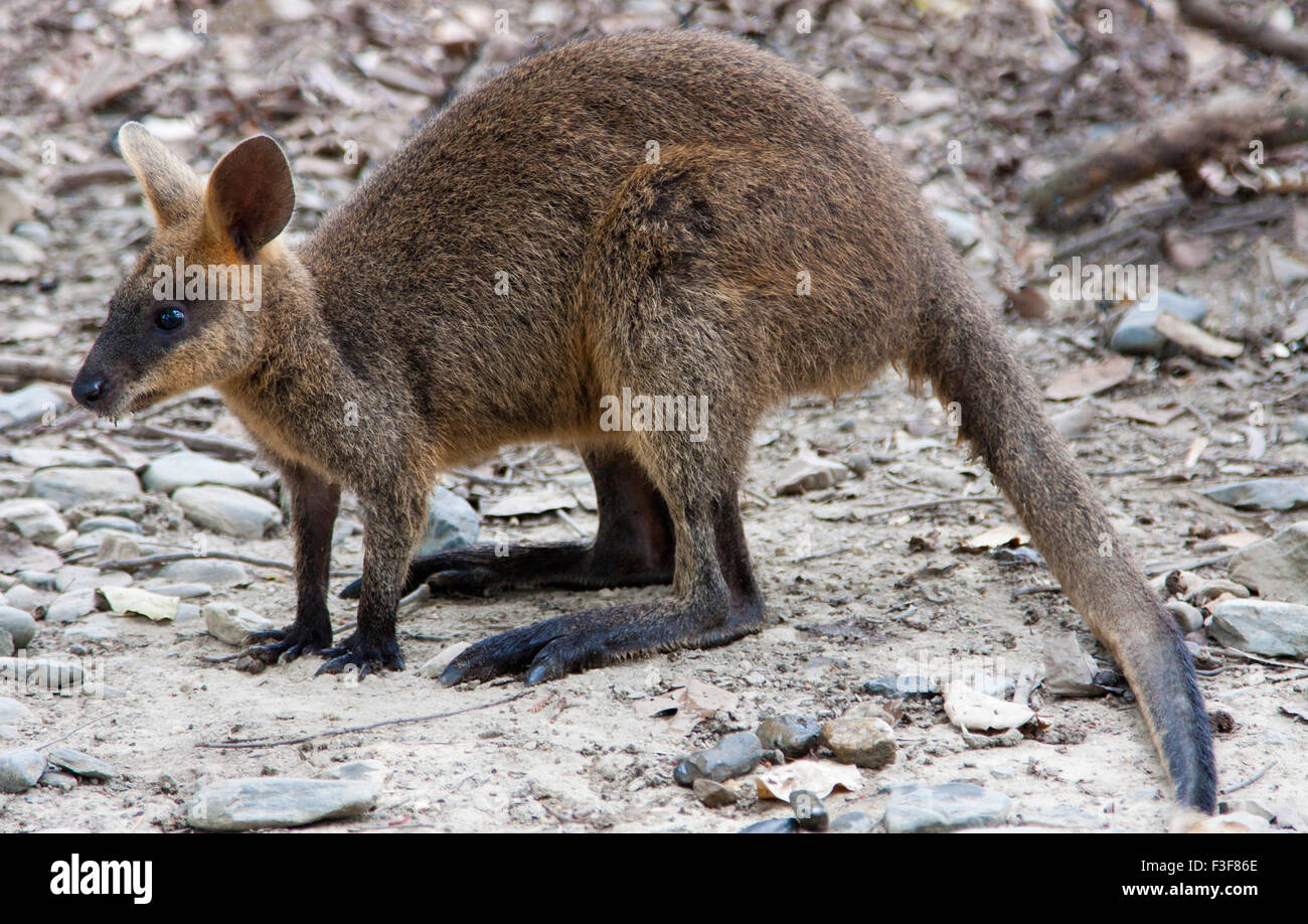 Un petit wallaby par lui-même sur le sol sec. Banque D'Images