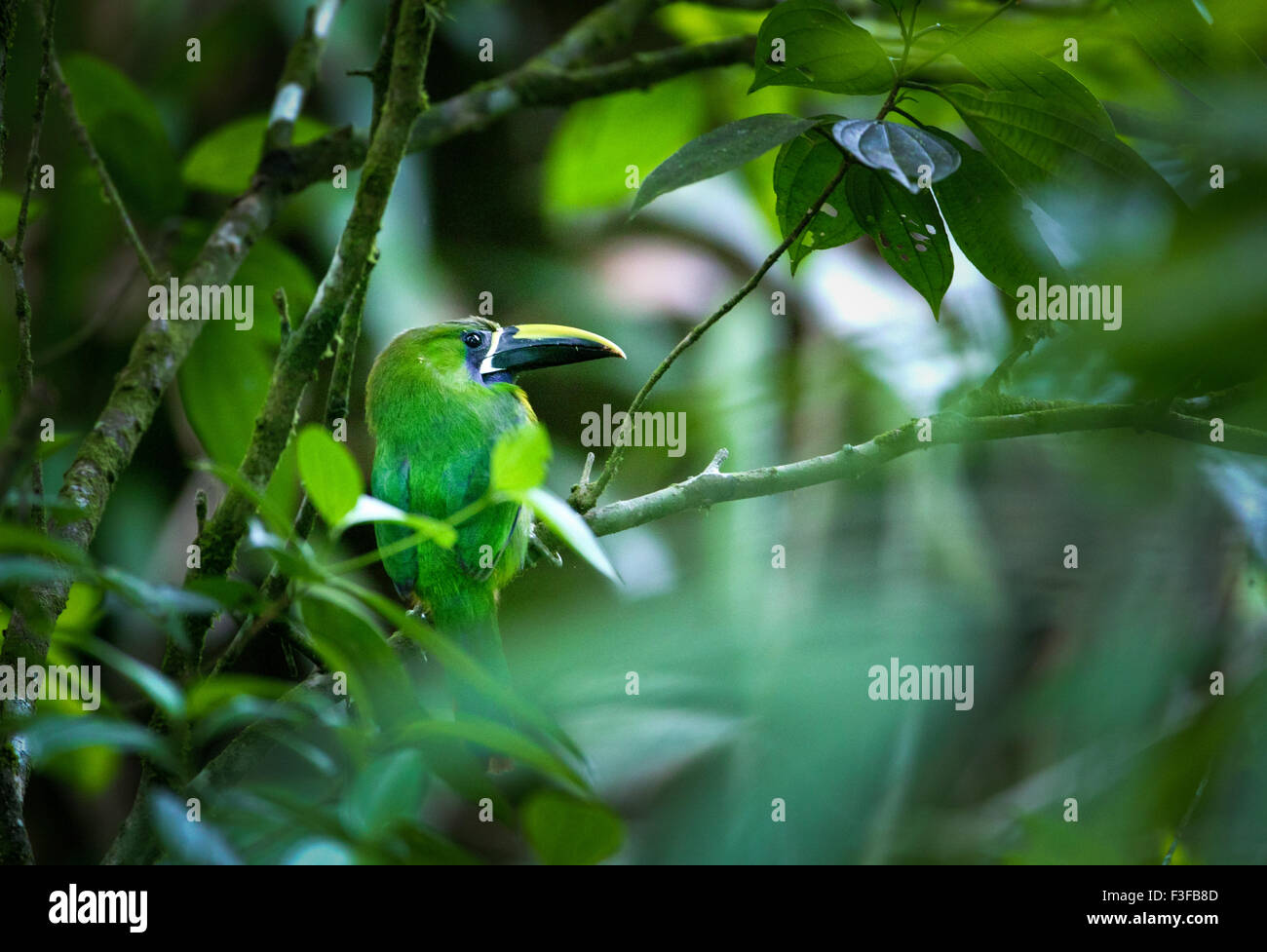 Toucanet à gorge bleue, Aulacorhynchus caeruleogularis, dans la forêt tropicale de Cerro Pirre, parc national de Darien, République du Panama. Banque D'Images