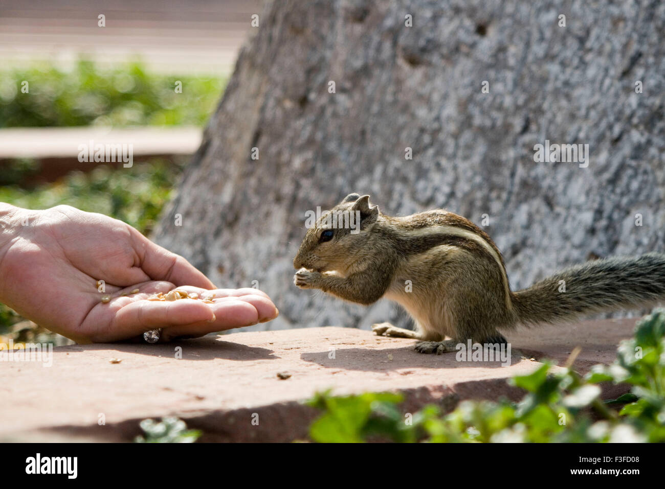 Squirrel manger le grain dans le fort rouge d'Agra, Uttar Pradesh ; Inde ; Banque D'Images