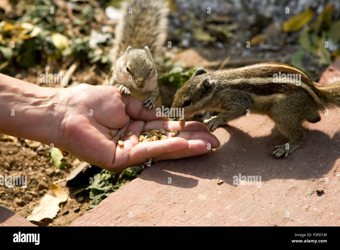 Les écureuils de manger du blé sur palm ; Agra Uttar Pradesh ; Inde ; Banque D'Images