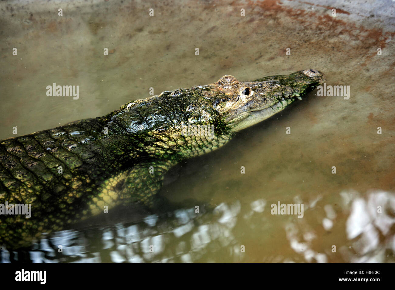 Crocodile, Reptile, Crocodylidae, Zoo, Inde, Asie Banque D'Images
