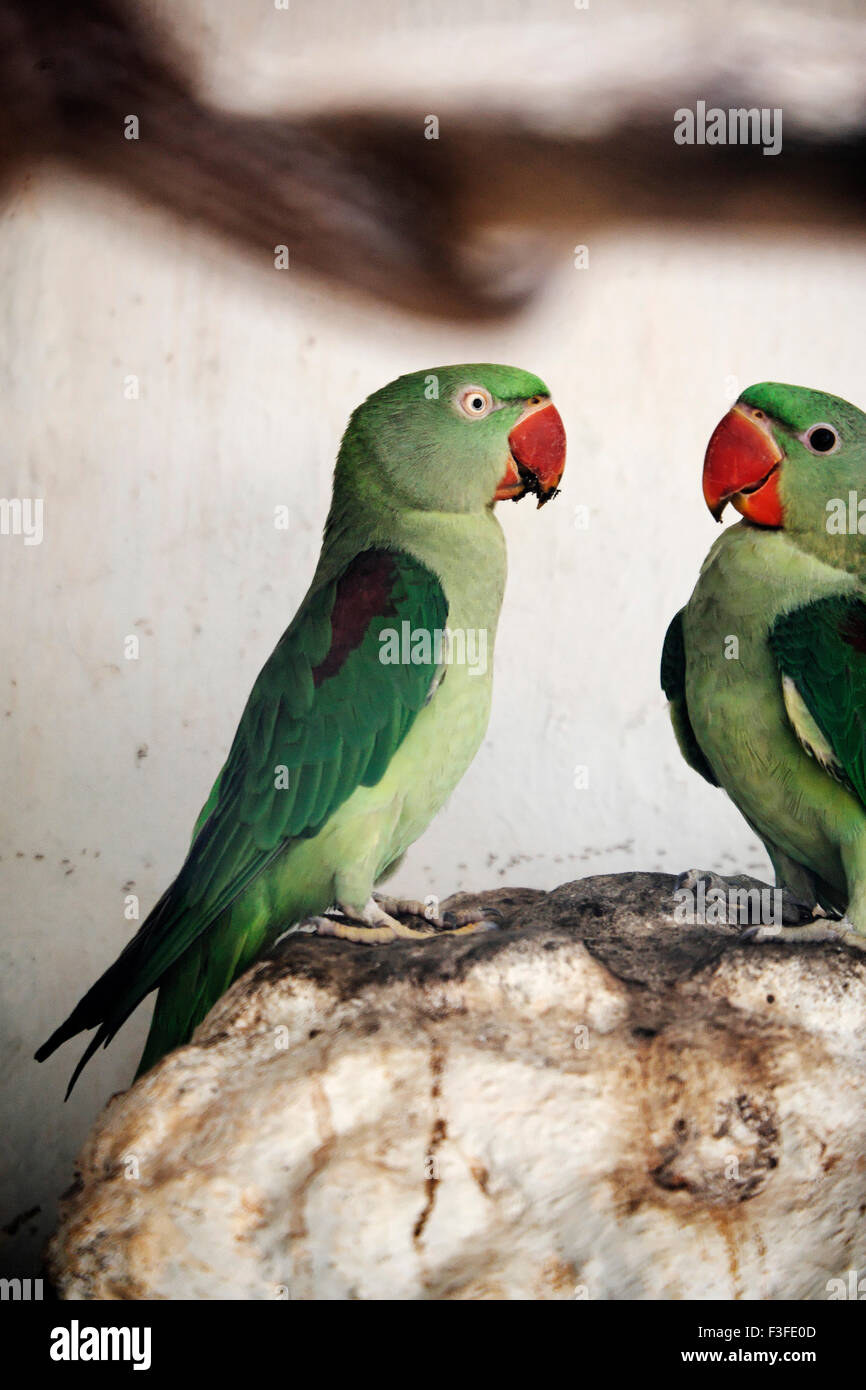 Alexandrine parakeet psittacula eupatria () Banque D'Images