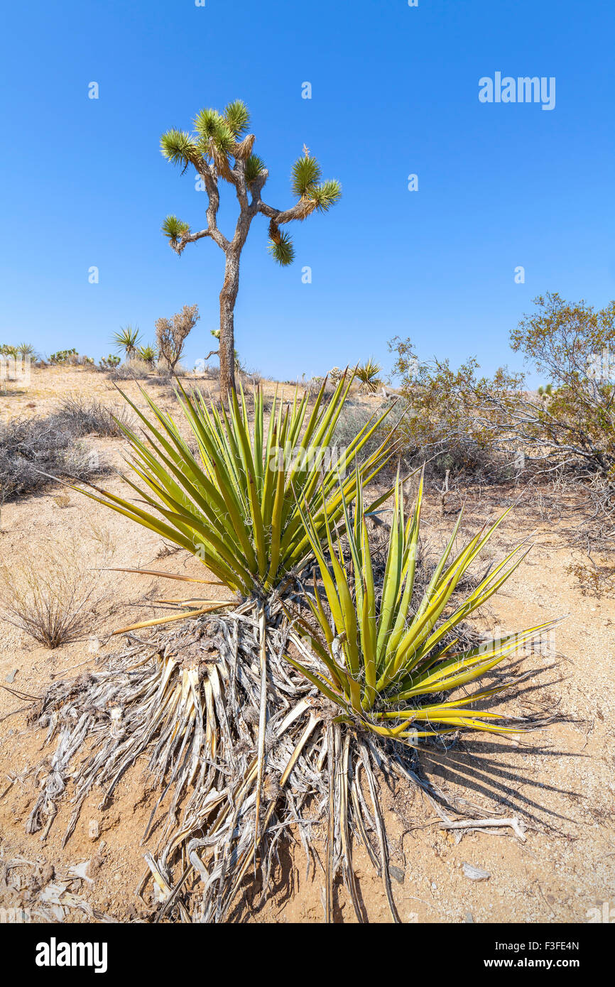 Plantes du désert dans la région de Joshua Tree National Park, Californie, USA. Banque D'Images