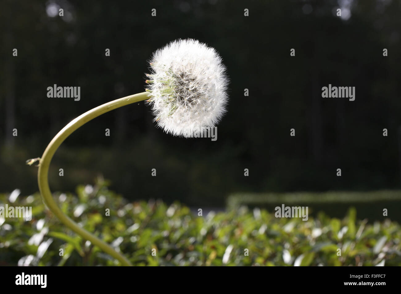 Graines de pissenlit le rond blanc design pattern Nom commun Nom Botanique Pissenlit Taraxacum officinale Banque D'Images