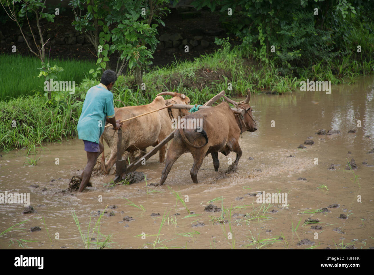 Farmer ploughing field à la replantation de paddy dans un champ de riz ; Inde ; PAS DE MR Banque D'Images