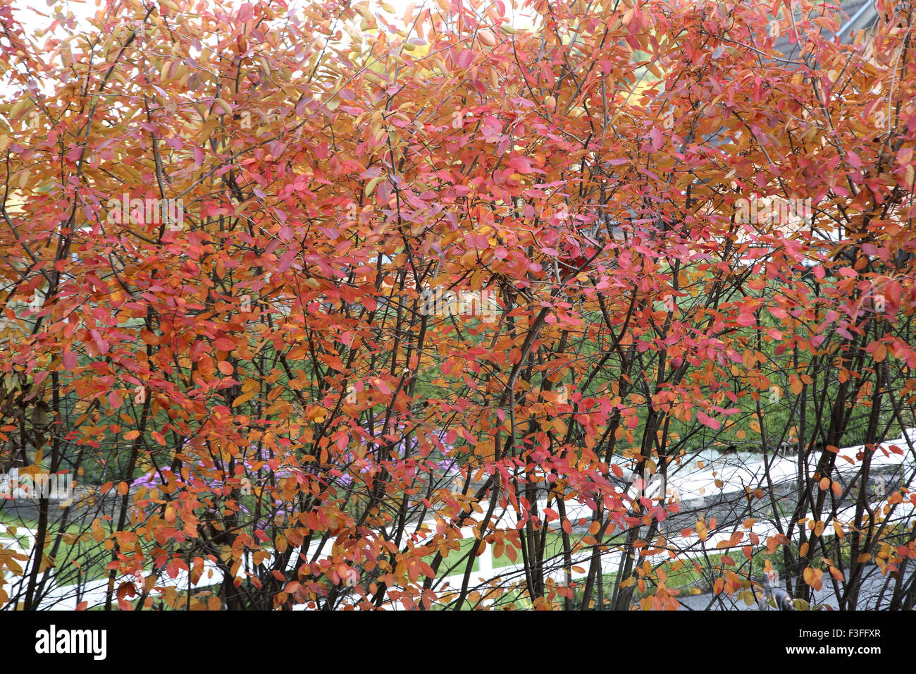 Feuilles d'automne, Göteborg, Comté de Vastra Gotaland, Suède, pays nordiques, Europe Banque D'Images