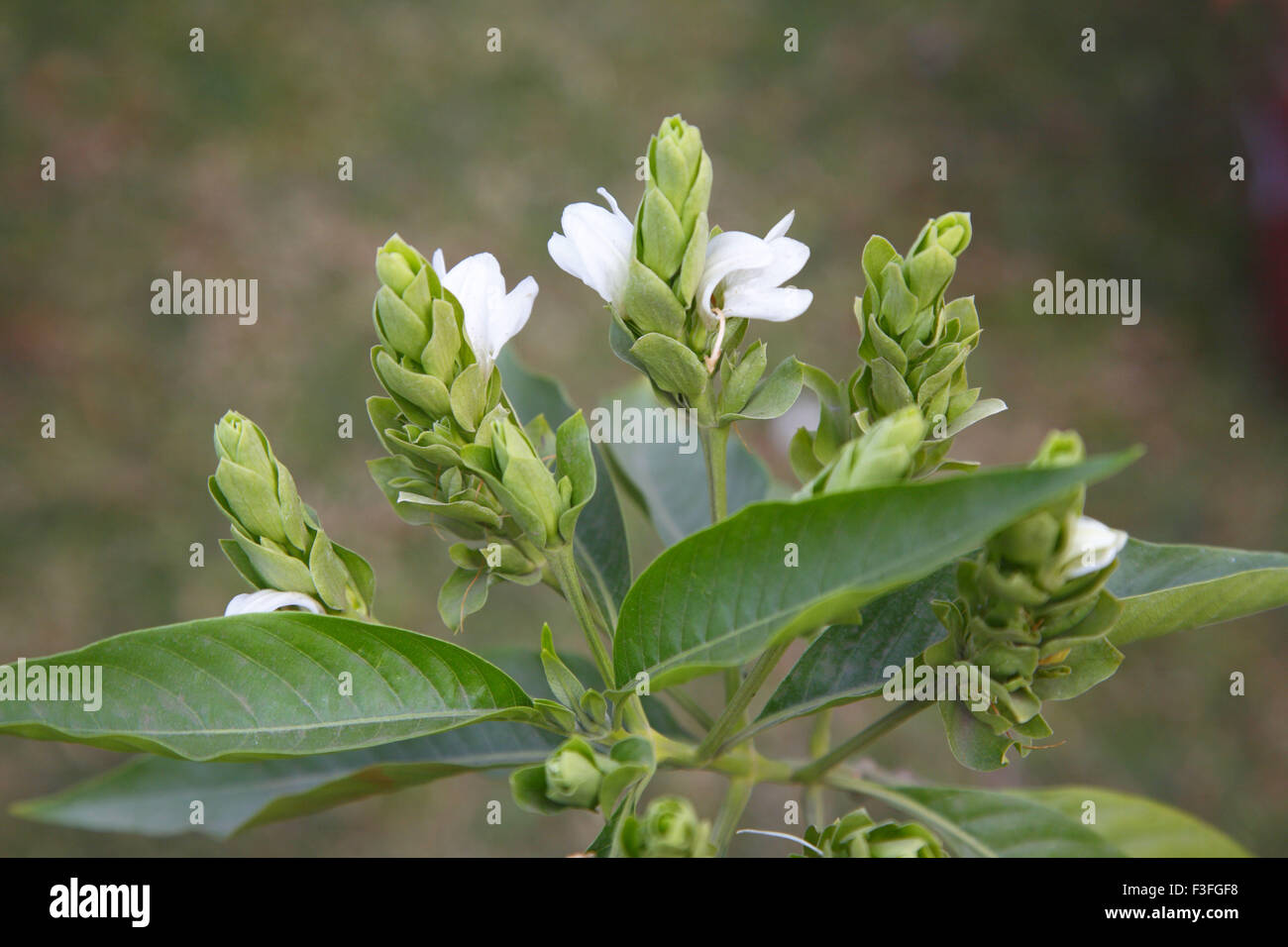 Des plantes médicinales ; Adulsa Adhatoda Vasica nom latin ; Banque D'Images