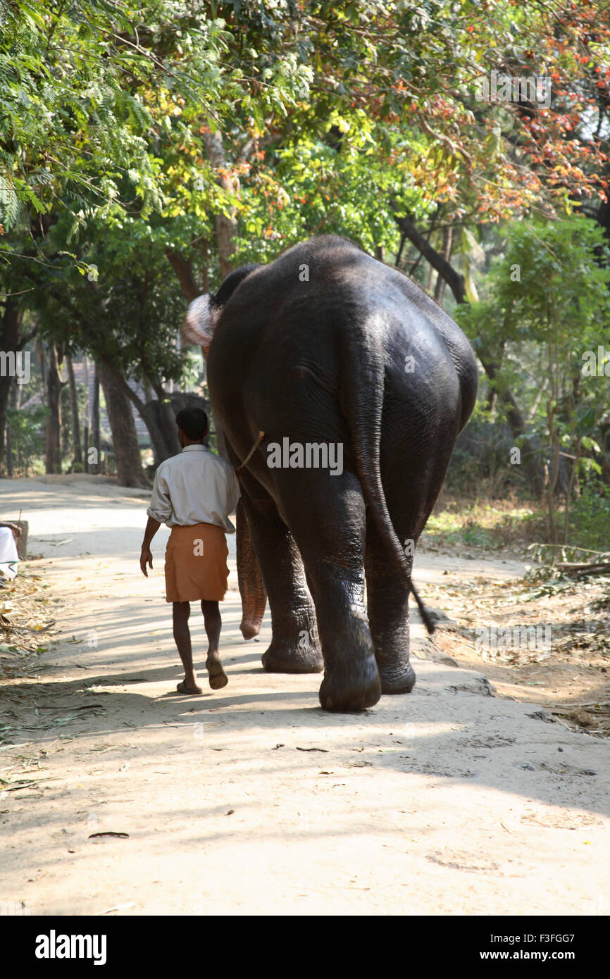 Elephas éléphant mahout maximums Guruvayur Devaswom marcher ensemble Boards Punnathur Kerala Thrissur Banque D'Images