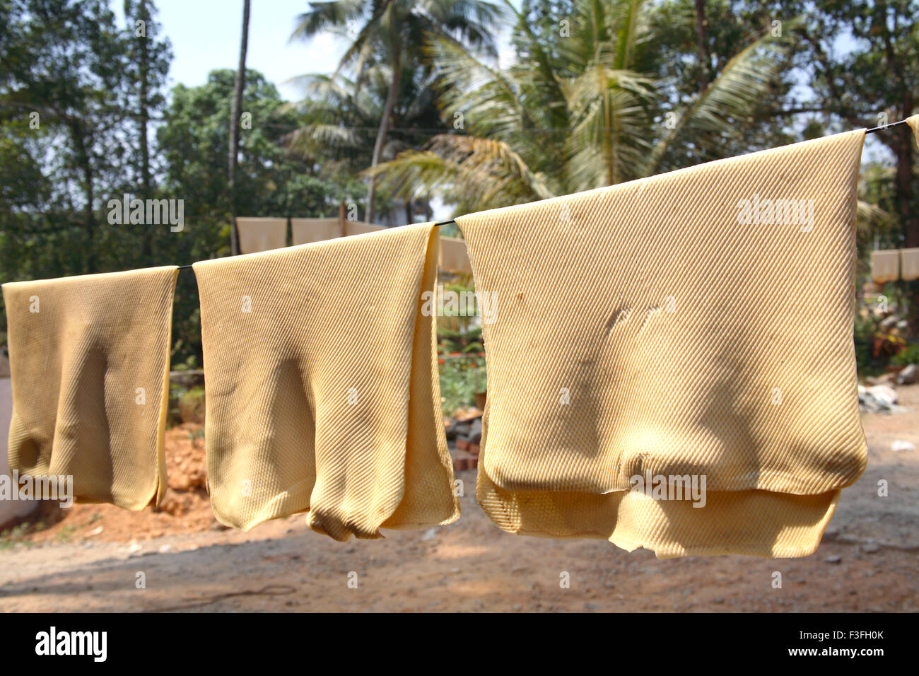 Séchage de feuilles de caoutchouc brutes, Kerala, Inde, Asie Banque D'Images