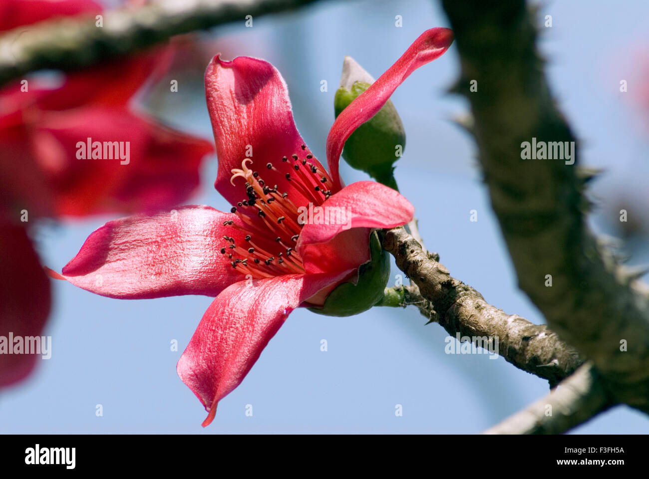 Nom commun de soie rouge cotton tree ; ; ; katesavar Shalmali nom Latin Salmalia malabarica fleurissent en été ; Banque D'Images