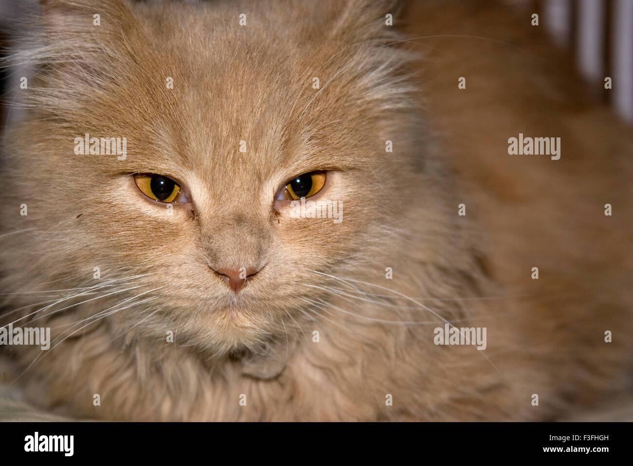 Chat Persan Race A Poil Long Poil Long Persan Photo Stock Alamy Chat Persan Race A Poil Long Poil Long Persan Photo Stock Alamy