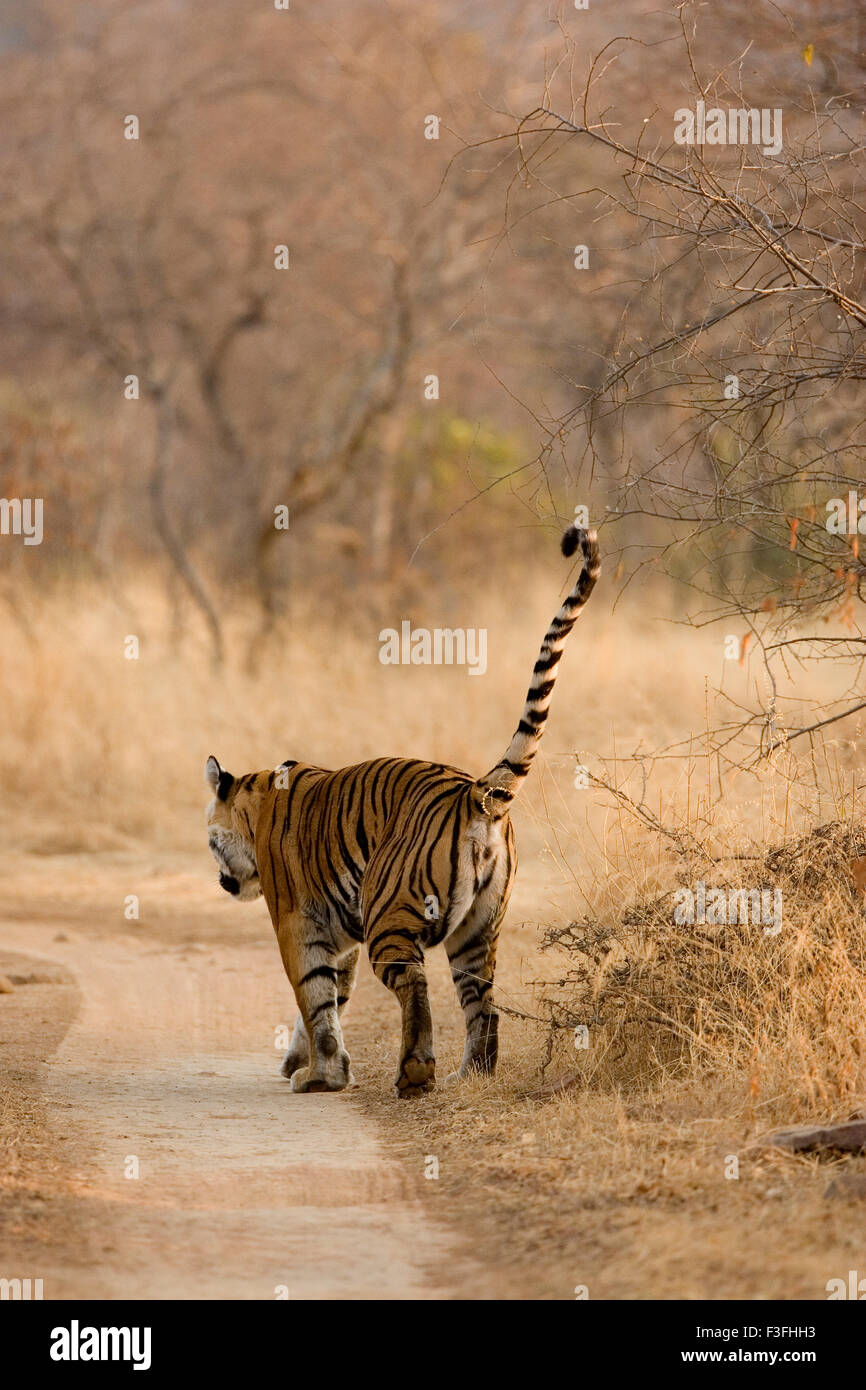 Tiger Panthera tigris tigre du Bengale dans la réserve de tigres de Ranthambhore national park ; Rajasthan Inde ; Banque D'Images