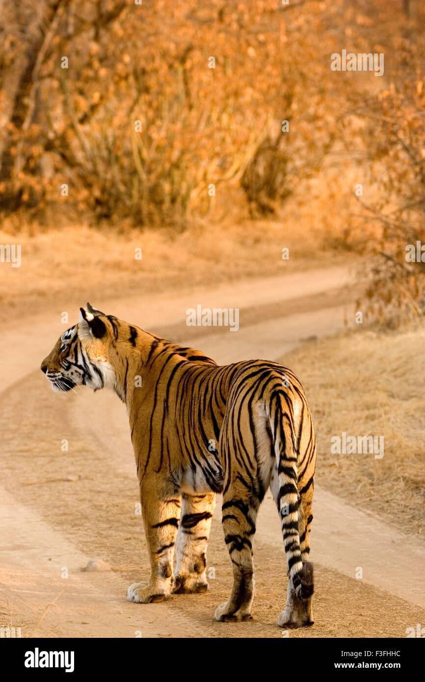 Tiger Panthera tigris tigre du Bengale dans la réserve de tigres de Ranthambhore national park ; Rajasthan Inde ; Banque D'Images
