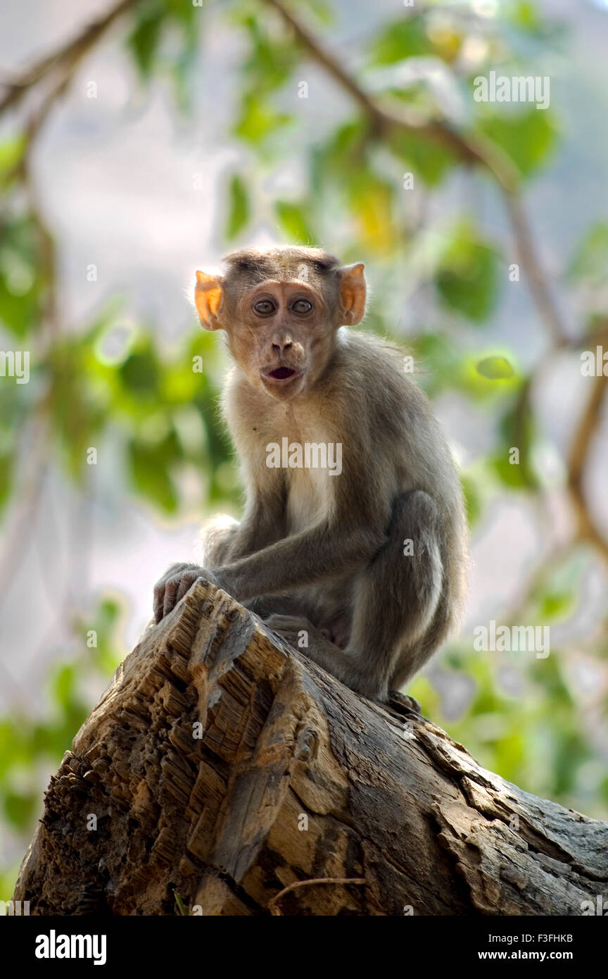 Singe macaque rhésus (Bonnet) sont trouvés près de grottes d'Elephanta ; Bombay Mumbai Maharashtra ; Inde ; Asie ; Banque D'Images
